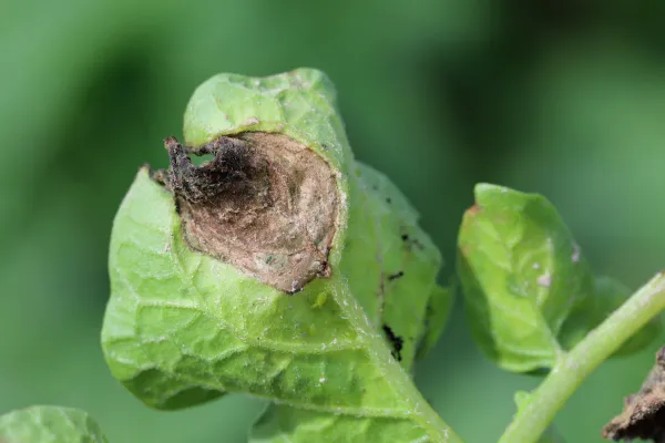 Sinais de Deficiências Nutricionais em Plantas Hidropônicas e Como Corrigi-las
